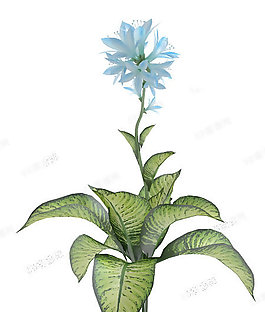 3D花模型