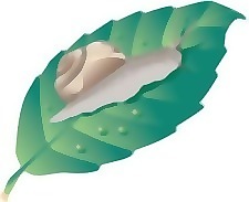 蝸牛8