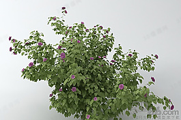 3D花模型