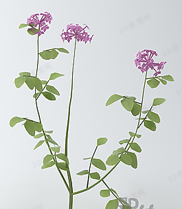 3D花模型