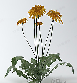 3D花模型