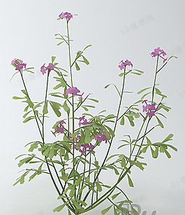 3D花模型