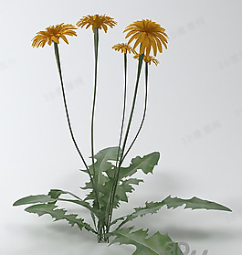 3D花模型