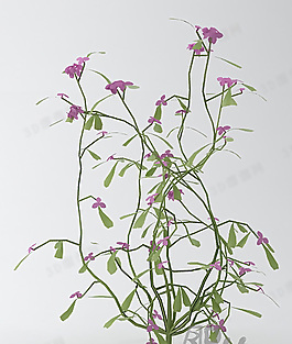 3D花模型