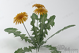 3D花模型