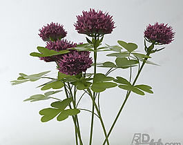 3D花模型