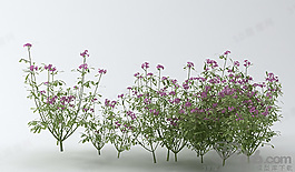 3D花模型