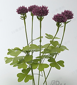 3D花模型