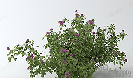 3D花模型