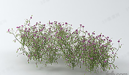 3D花模型