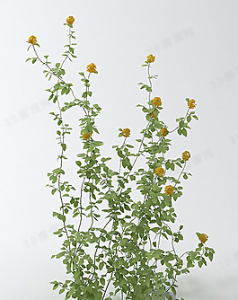 3D花模型