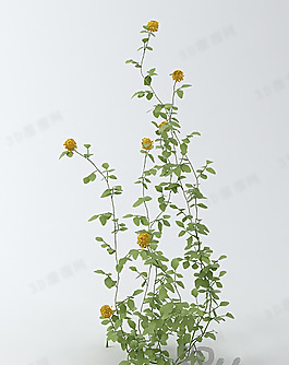 3D花模型