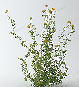 3D花模型