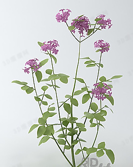 3D花模型