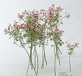 3D花模型