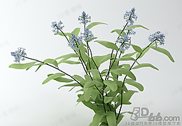 3D花模型