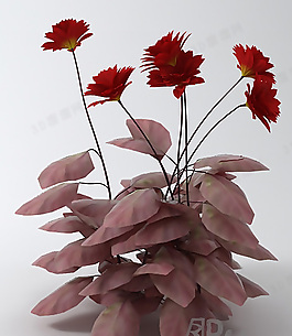 3D花模型
