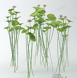 3D花模型