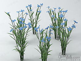 3D花模型