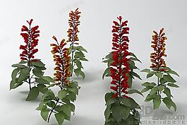 3D花模型