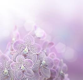 紫蘭花