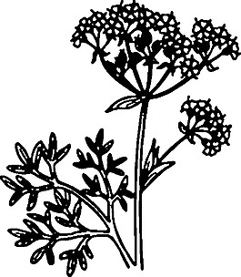 茴香夾藝術(shù)