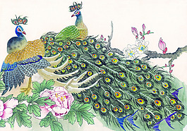孔雀開(kāi)屏