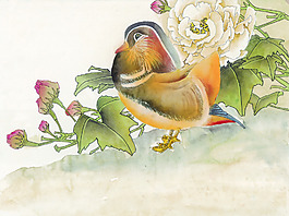 牡丹 鸳鸯