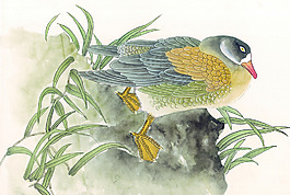 巖石小鳥