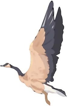 鵝2
