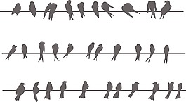 鳥類矢量