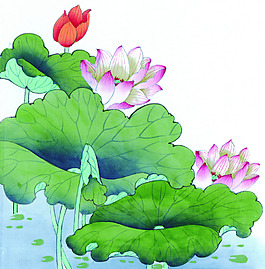 荷葉荷花