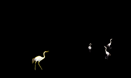鳥群