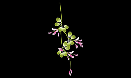 小花
