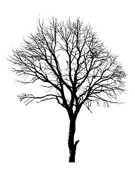 死樹的形狀