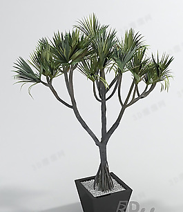 3D盆景模型