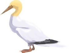雞11