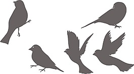 鳥類矢量