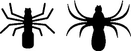 蜘蛛的剪輯藝術(shù)