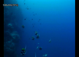 深海魚