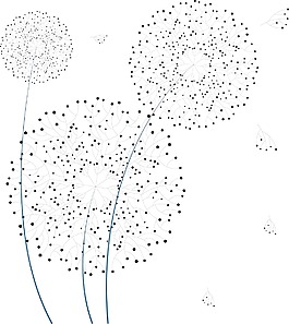 蒲公英花