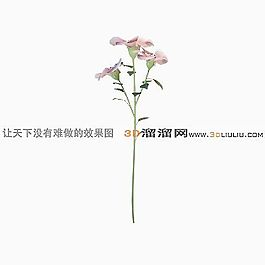 3D花模型