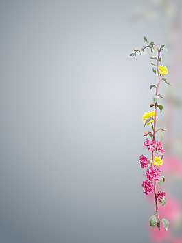 花枝背景