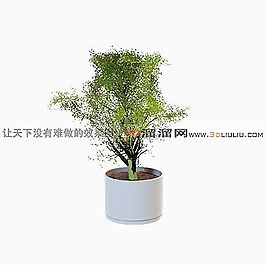 3D盆景模型