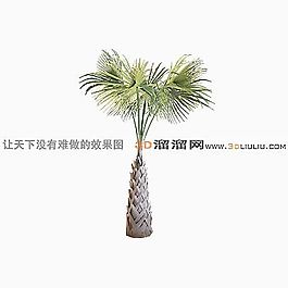3D棕櫚樹模型