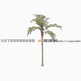 3D棕櫚樹(shù)模型