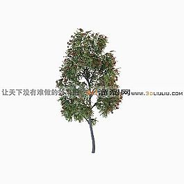 3D樹(shù)模型