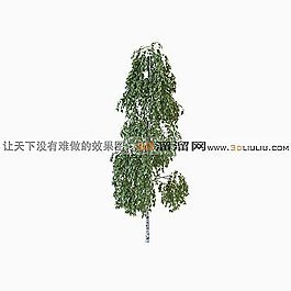 3D樹模型