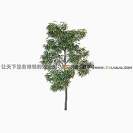 3D樹(shù)模型