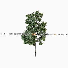 3D樹(shù)模型